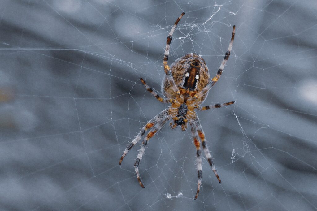 Get rid of a spider when you are terrified by scaring it with a long object.