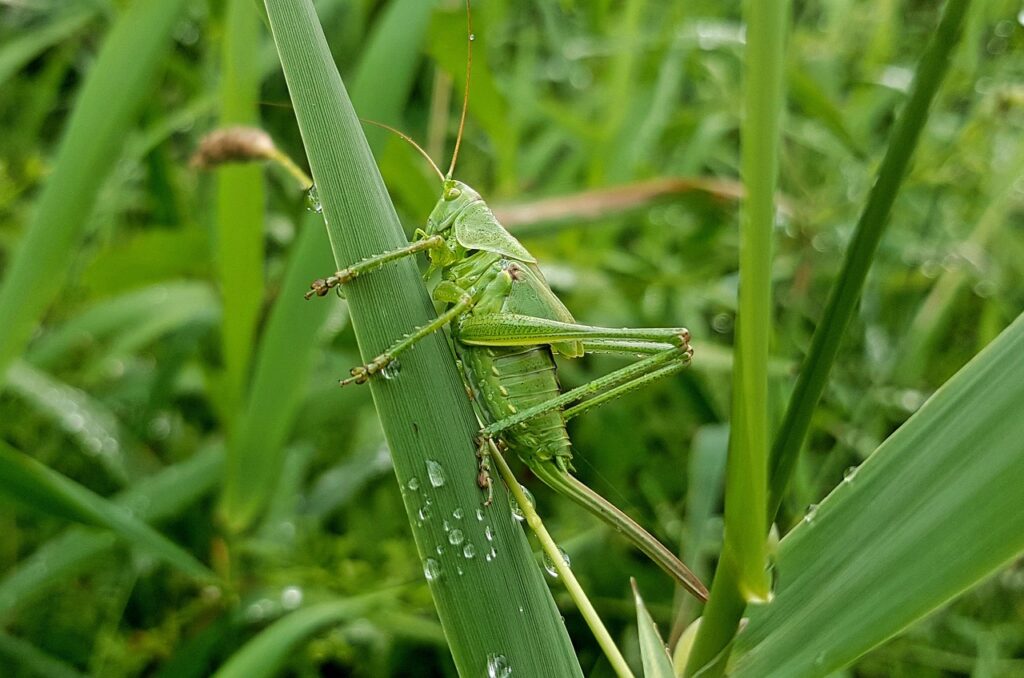 Grasshoppers in your garden are bad news.